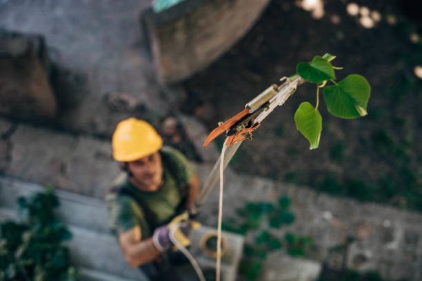 Trusted Keene, TX Tree Removal Experts